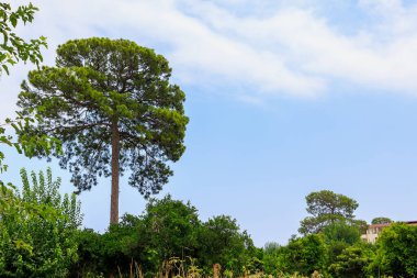 Green coniferous plants in the mountainous part of the Turkish Mediterranean coast. Atmospheric natural landscape. Background with copy space. Selective focus