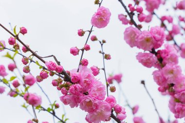 Çiçekler çiçek açan bir sakura ağacının dalında seçici bir odak noktası olan bulanık bir arka plan. Metin için odaklanmış arkaplan kopyalama alanı