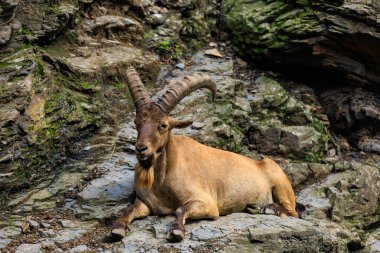 Dağıstan turu. Seçici odaklı arkaplan ve metin için alanı kopyala
