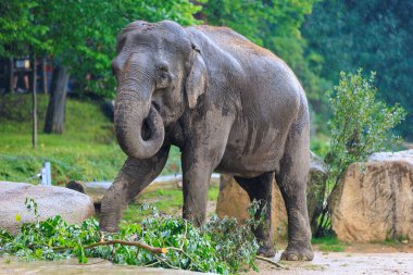 Yağmur sırasında fil. Seçici odaklı arkaplan ve metin için alanı kopyala