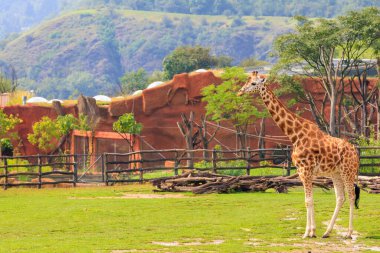 Çok güzel bir zürafa. Seçici odaklı arkaplan ve metin için alanı kopyala
