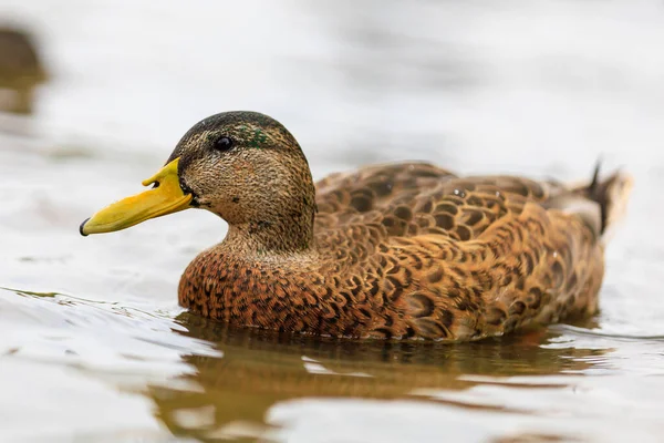 Duck in a pond or river. Selective focus with blurred background and copy space for text