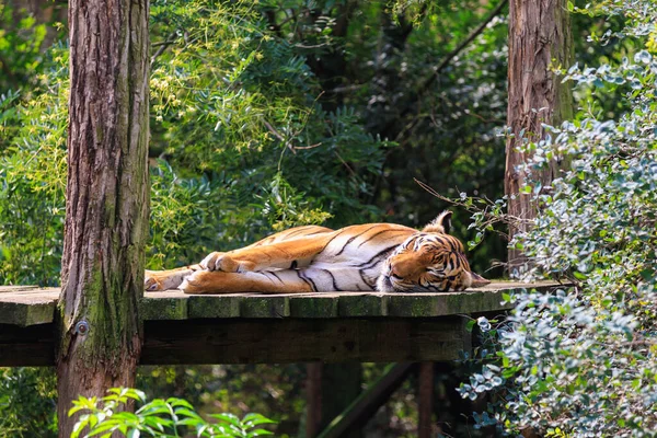 The tiger sleeps basking in the sun. Background with selective focus and copy space for text