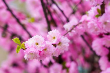 Bulanık arka planda seçici bir odak noktası olan çiçek açan sakura ağacı. Metin için odaklanmış arkaplan kopyalama alanı