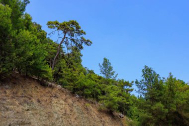 Green coniferous plants in the mountainous part of the Turkish Mediterranean coast. Atmospheric natural landscape. Background with copy space. Selective focus