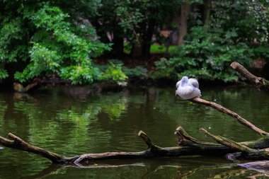 Ağaç dalında kıvırcık pelikan. Seçici odak ve kopyalama alanı olan arkaplan