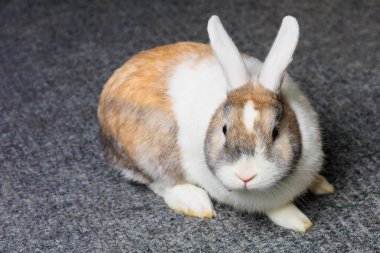Odada yerde yatan sevimli, güzel bir evcil tavşan. Seçici odak ve kopyalama alanı olan arkaplan