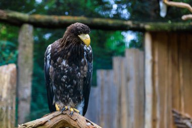 Steller deniz kartalı, atmaca familyasından çok büyük bir yırtıcı kuş türüdür. Seçici odak ve kopyalama alanı olan arkaplan
