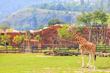 Çok güzel bir zürafa. Seçici odaklı arkaplan ve metin için alanı kopyala