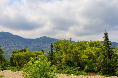 Green coniferous plants in the mountainous part of the Turkish Mediterranean coast. Atmospheric natural landscape. Background with copy space. Selective focus
