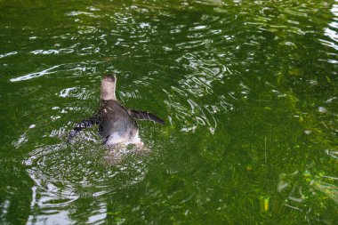 Penguen, uçamayan bir deniz kuşu ailesi. Seçici odak ve kopyalama alanı olan arkaplan