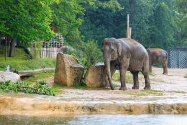 Yağmur sırasında fil. Seçici odaklı arkaplan ve metin için alanı kopyala