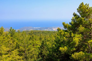 Green coniferous plants in the mountainous part of the Turkish Mediterranean coast. Atmospheric natural landscape. Background with copy space. Selective focus