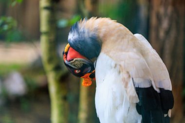 Amerikan akbabaları. Cathartidae, atmacagiller (Cathartidae) familyasından bir kuş türü. Seçici odak ve kopyalama alanı olan arkaplan