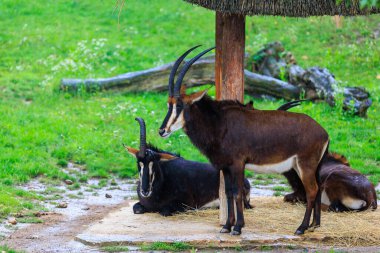 Siyah antilop. Seçici odaklı arkaplan ve metin için alanı kopyala