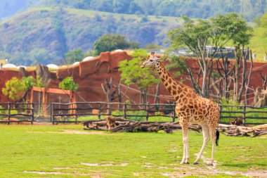 Çok güzel bir zürafa. Seçici odaklı arkaplan ve metin için alanı kopyala