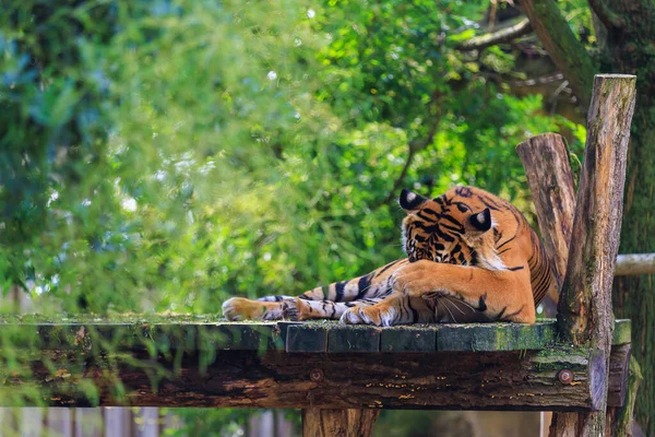 The tiger washes his face with his paw. Background with selective focus and copy space for text