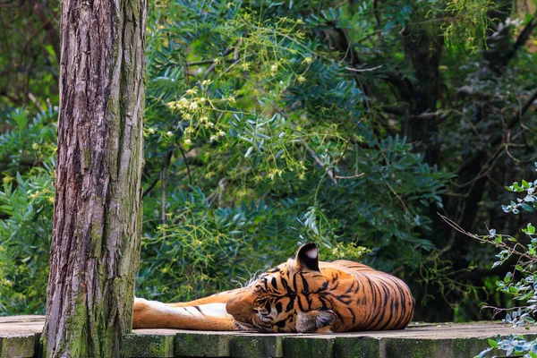 The tiger sleeps basking in the sun. Background with selective focus and copy space for text