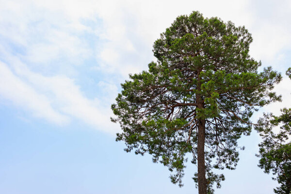 Green coniferous plants in the mountainous part of the Turkish Mediterranean coast. Atmospheric natural landscape. Background with copy space. Selective focus