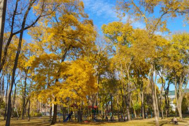 Altın sonbahar döneminde şehir parkı. Metin için kopyalama alanı olan arkaplan. İllüstrasyon başyazısı. 23 Ekim 2021 Balti Moldova.