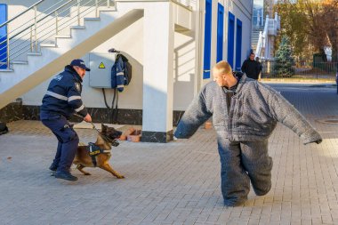 Köpek eğitimi. Polis köpeği tazısı. Devletin hizmetinde çoban köpeği. Balti Moldova 25 Kasım 2021