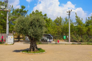 Olive trees. Selective focus. Background with copy space for text. Illustrative editorial. August 9, 2022 Kuzdere, Antalya Province, Turkey