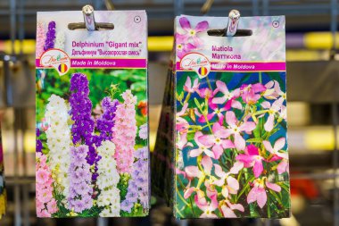 Flower seeds delphinium and mattiol for seedlings. February 17, 2022 Beltsy Moldova.