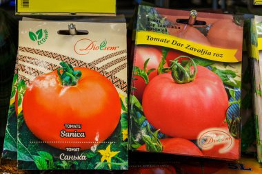 Tomato seeds for seedlings. February 17, 2022 Beltsy Moldova.