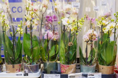 Home or indoor flowers in a specialized store. February 24, 2022 Beltsy Moldova.