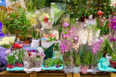 Home or indoor flowers in a specialized store. February 24, 2022 Beltsy Moldova.