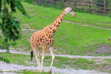 Çok güzel bir zürafa. Seçici odaklı arkaplan ve metin için alanı kopyala