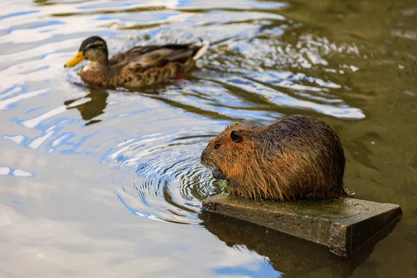 Nutria on the banks of the Vltava river in Prague the capital of the Czech Republic. Urban animals.Background, selective focus with copy space for text.