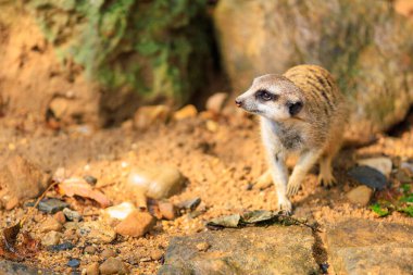 Şaşırmış duyguları olan bir mirket. Seçici odaklı arkaplan ve metin için alanı kopyala
