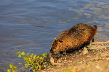 Çek Cumhuriyeti 'nin başkenti Prag' daki Vltava nehrinin kıyısında. Kentsel hayvanlar. Arka plan, metin için kopyalama alanı olan seçici odak.