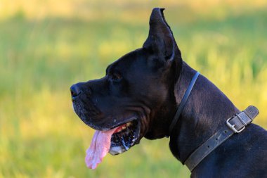 Large black dog of the Great Dane breed in nature with selective focus
