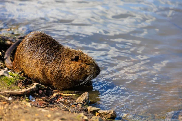 Nutria on the banks of the Vltava river in Prague the capital of the Czech Republic. Urban animals.Background, selective focus with copy space for text.