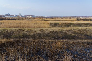 March 29, 2022 Balti Moldova. Editorial background for news. Burnt reeds after a fire near the village