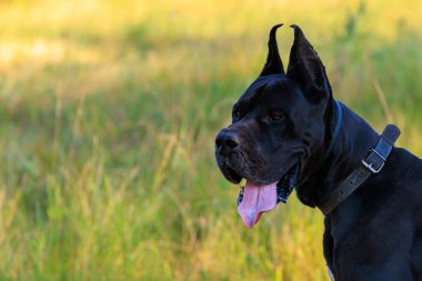 Large black dog of the Great Dane breed in nature with selective focus