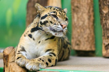 Leopar yaklaş. Seçici odaklı arkaplan ve metin için alanı kopyala