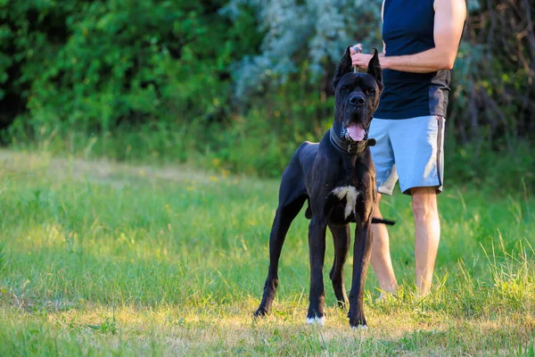 大丹犬的大型黑狗在自然界中繁殖 有选择性地集中于 — 图库照片