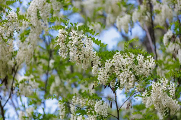 Blooming Acacia Branches Flowers Spring Selective Focus — Stockfoto