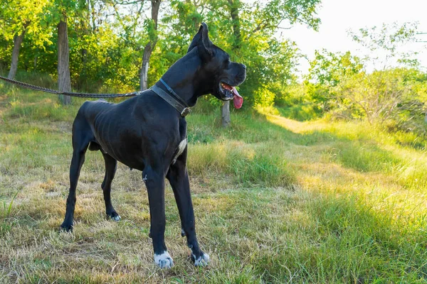 Large Black Dog Great Dane Breed Nature Selective Focus — Stok Foto