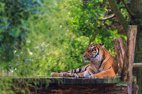 Tygrys Odpoczywa Tło Wybiórczym Ukierunkowaniem Przestrzenią Kopiowania Tekstu — Zdjęcie stockowe