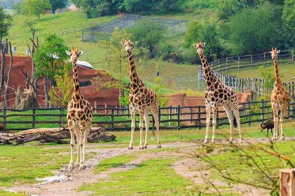Very beautiful giraffes. Background with selective focus and copy space for text