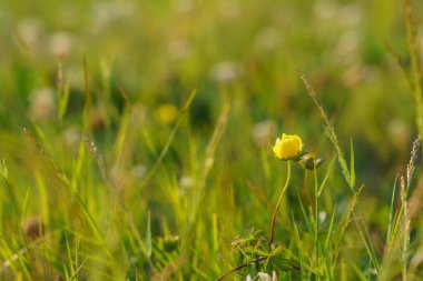 Vahşi kır çiçekleri. Seçici odaklı çiçek açan doğa arkaplanı