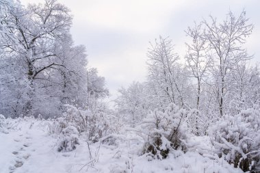 Kardaki vahşi orman. Seçici odaklı kış arkaplanı