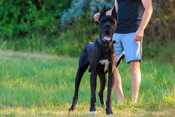 大丹犬的大型黑狗在自然界中繁殖 有选择性地集中于 — 图库照片