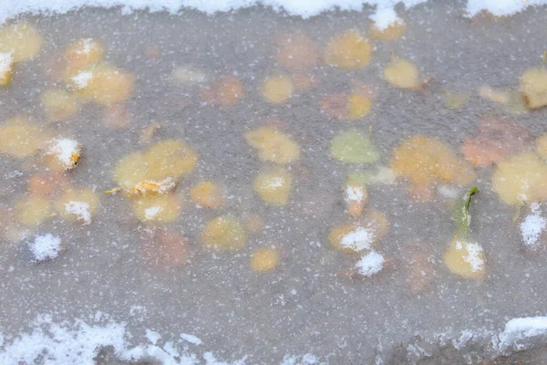 Лёд Покрывает Опавшие Осенние Листья Зимний Фон Выборочной Фокусировкой — стоковое фото