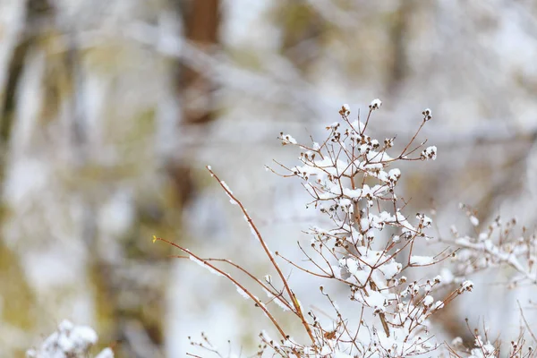 雪の中のブッシュ 選択的な焦点を有する冬の背景 — ストック写真