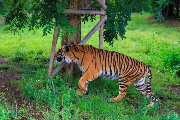 Tiger Walks Search Background Selective Focus Copy Space Text — 스톡 사진